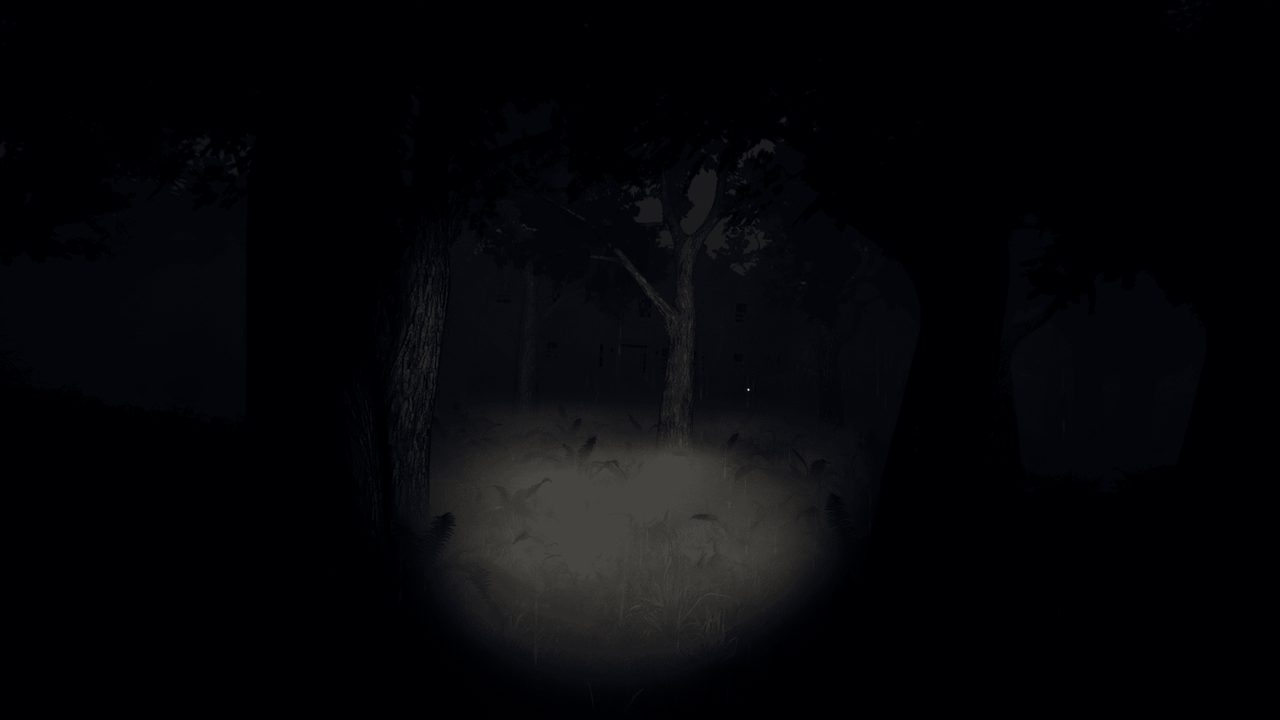 A flashlight beam on the forest floor, surrounded by total darkness